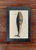 Whale