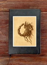 Scorpion