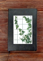 Ivy